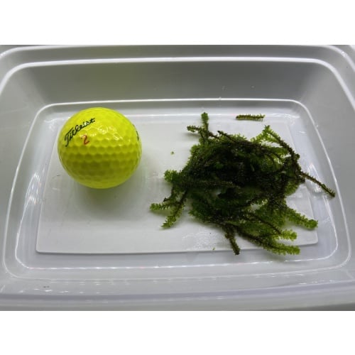 Hooker Moss (clean pest free)
