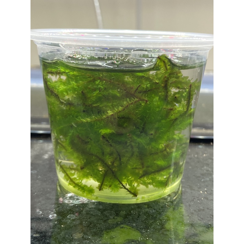 Hooker Moss (clean pest free)