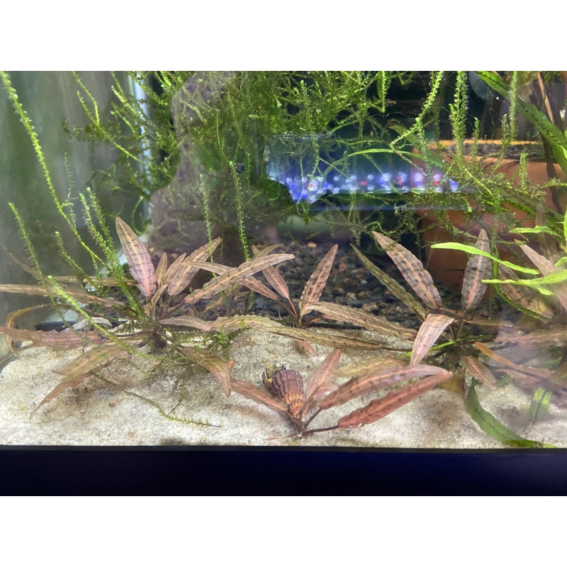 Cryptocoryne Affinis Metallic Red (a.k.a Jacobsenii Pink)