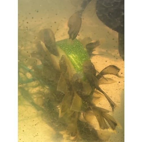 !!!!PAIR LONG FINS GREEN DRAGON!!!!NICE