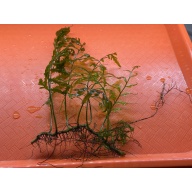 Bolbitis Heudelotii 6” rhizome