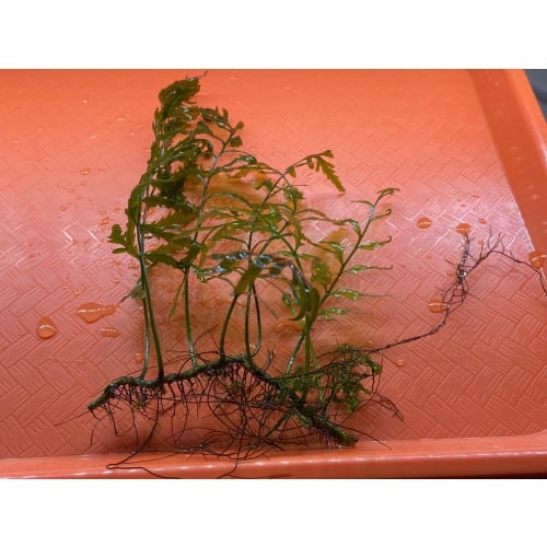 Bolbitis Heudelotii 6” rhizome