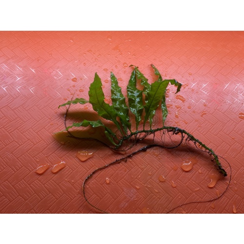 Mini Java Fern 4” rhizome