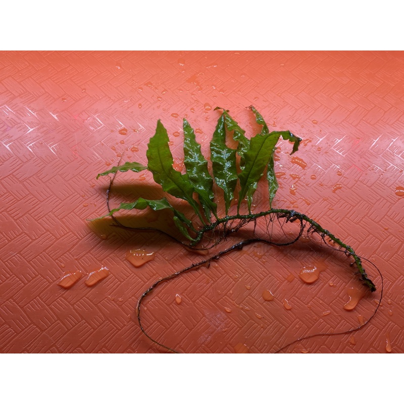 Mini Java Fern 4” rhizome