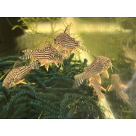 Sterbai Corydoras (5 pack)