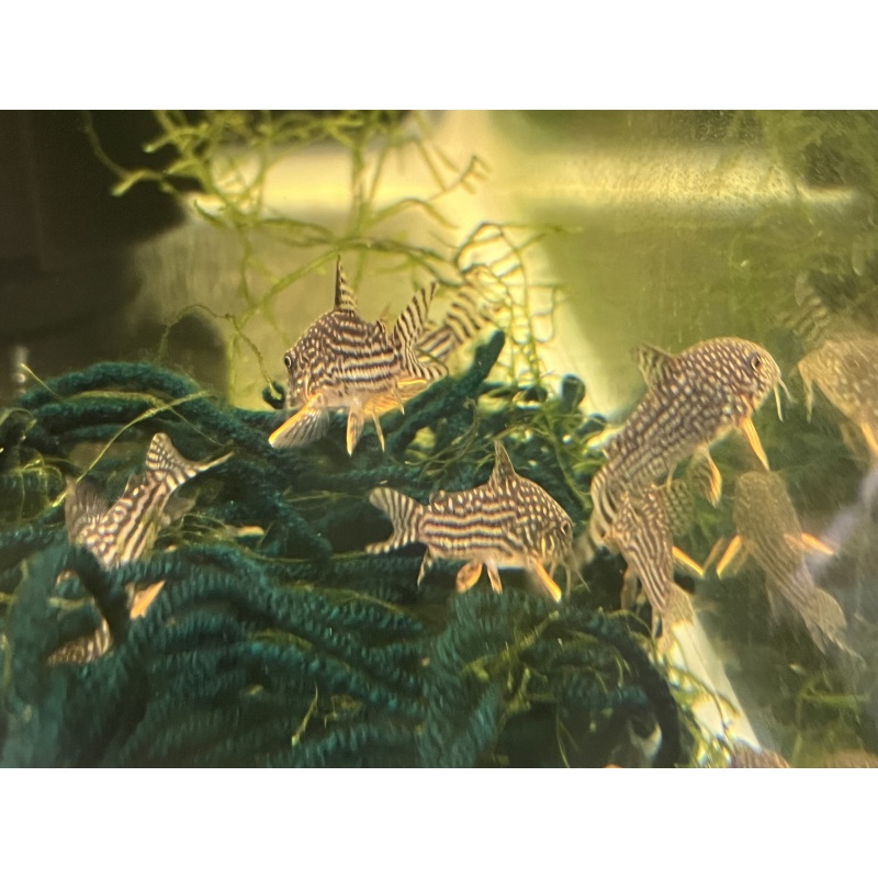 Sterbai Corydoras (5 pack)