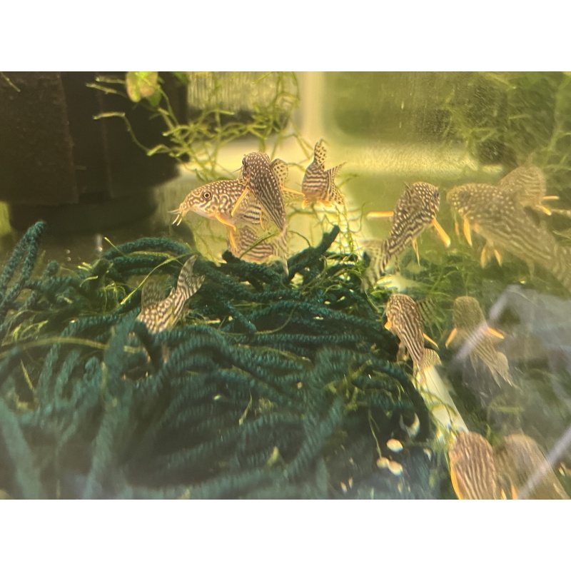 Sterbai Corydoras (5 pack)