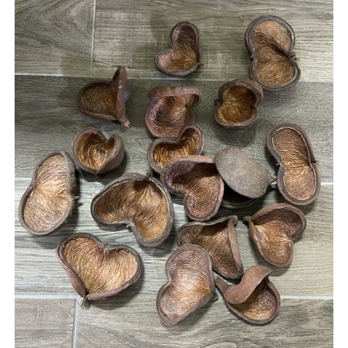 Sterculia Pods x10