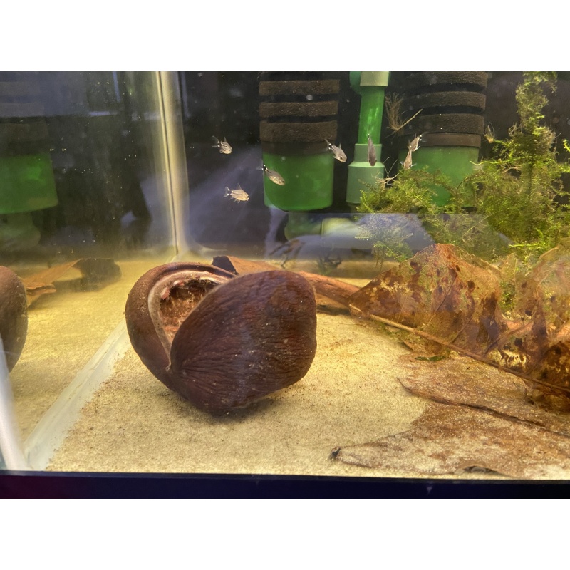 Sterculia Pods x10