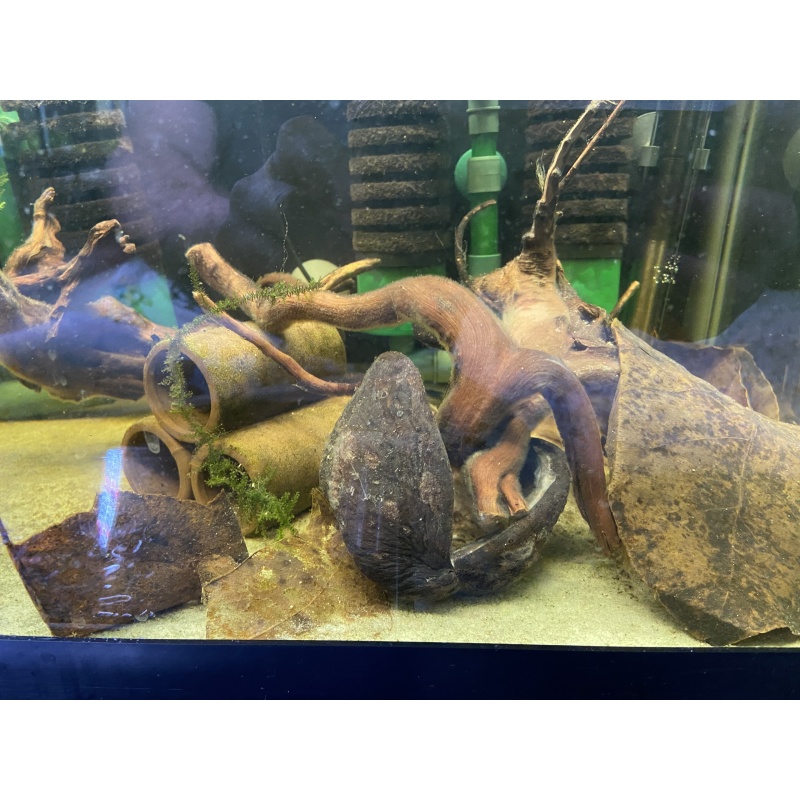 Sterculia Pods x5