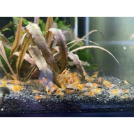 Orange Rili 20+2+bonus items