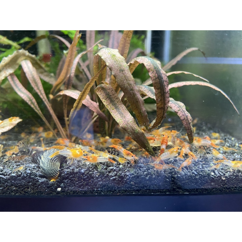 Orange Rili 10+1+bonus items