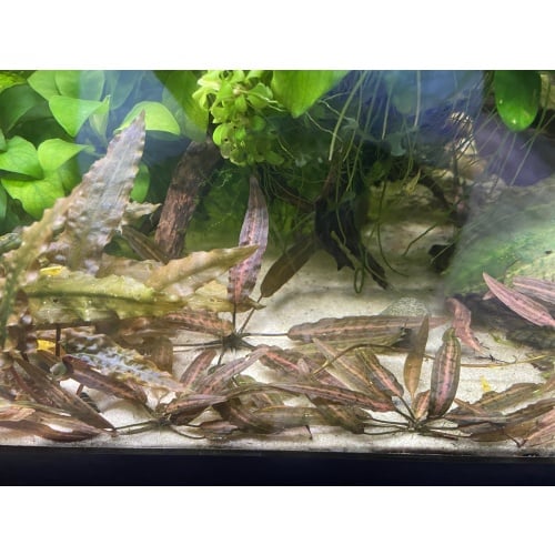 Cryptocoryne Affinis Metallic Red (a.k.a Jacobsenii Pink)