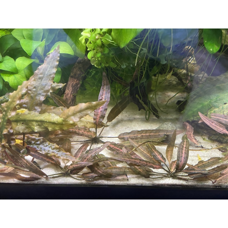 Cryptocoryne Affinis Metallic Red (a.k.a Jacobsenii Pink)