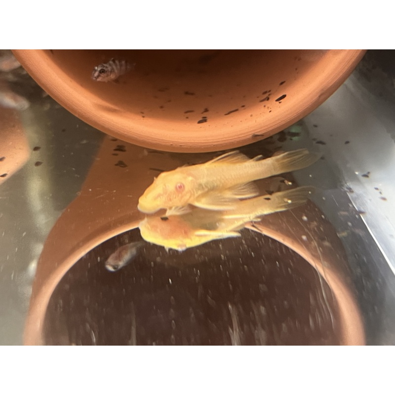 Green Dragon Bristlenose Pleco (Juvenile 1+”)