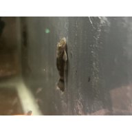Green Dragon Bristlenose Pleco (Juvenile 1+”)