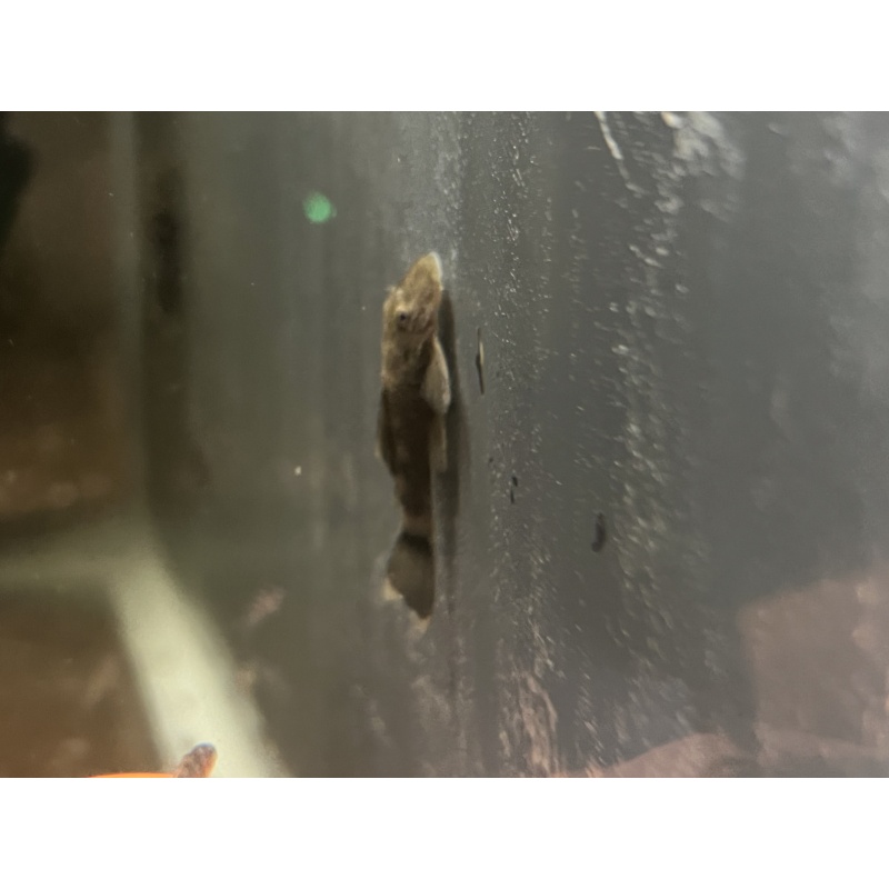 Green Dragon Bristlenose Pleco (Juvenile 1+”)