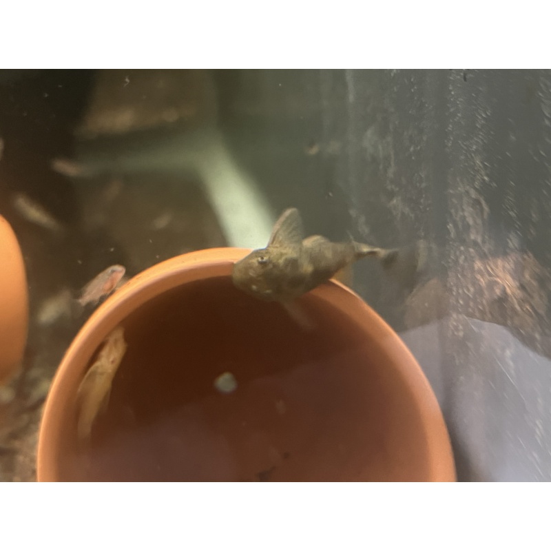 Green Dragon Bristlenose Pleco (Juvenile 1+”)