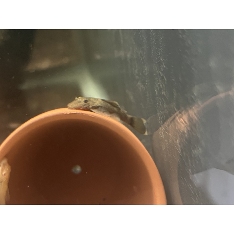 Green Dragon Bristlenose Pleco (Juvenile 1+”)