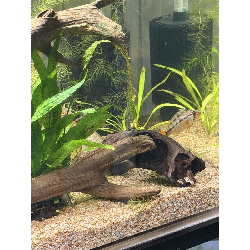 Male Apistogramma Eunotis (Blue Cheek)