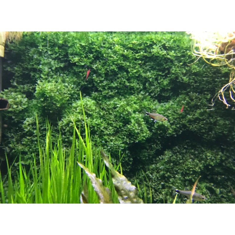 Plants mixed lot