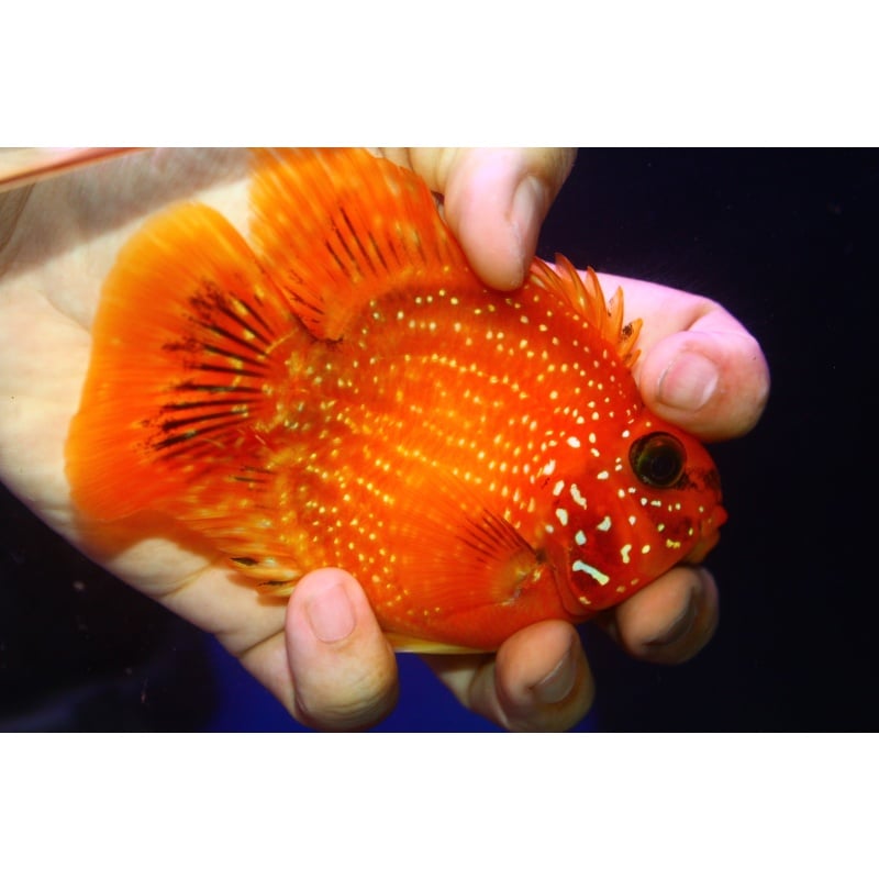 High quality male crystal parrot 3.5 inch