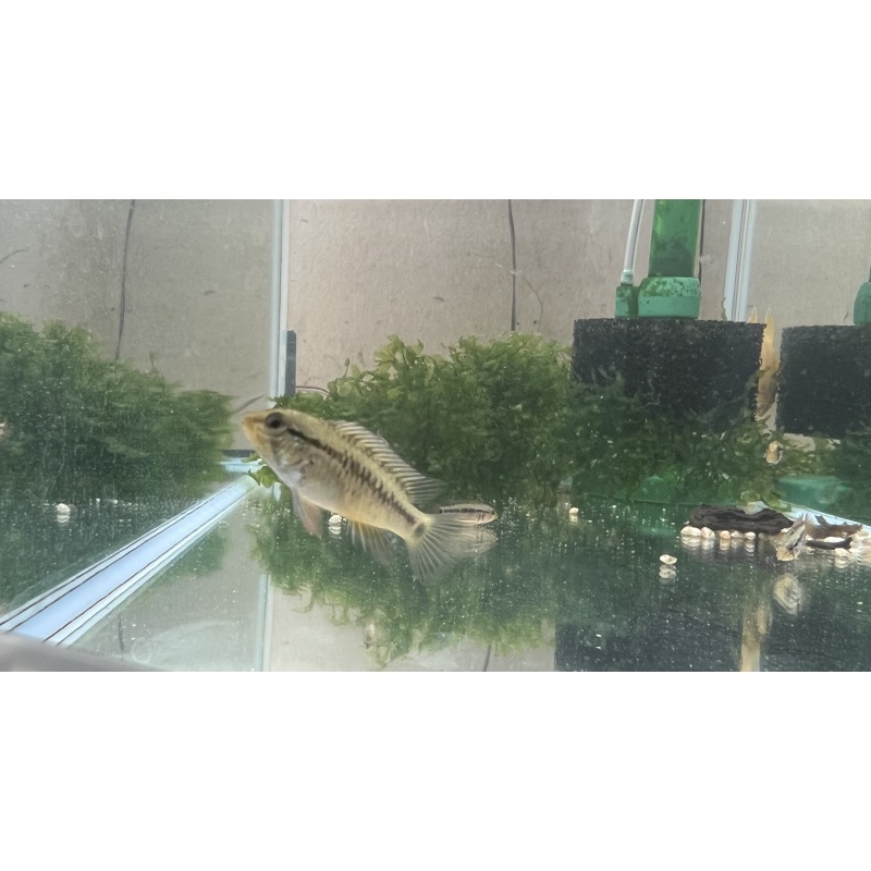 Apistogramma Macmasteri “Redneck” Unsexed Juvenile