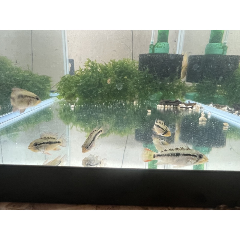 Apistogramma Macmasteri “Redneck” Unsexed Juvenile