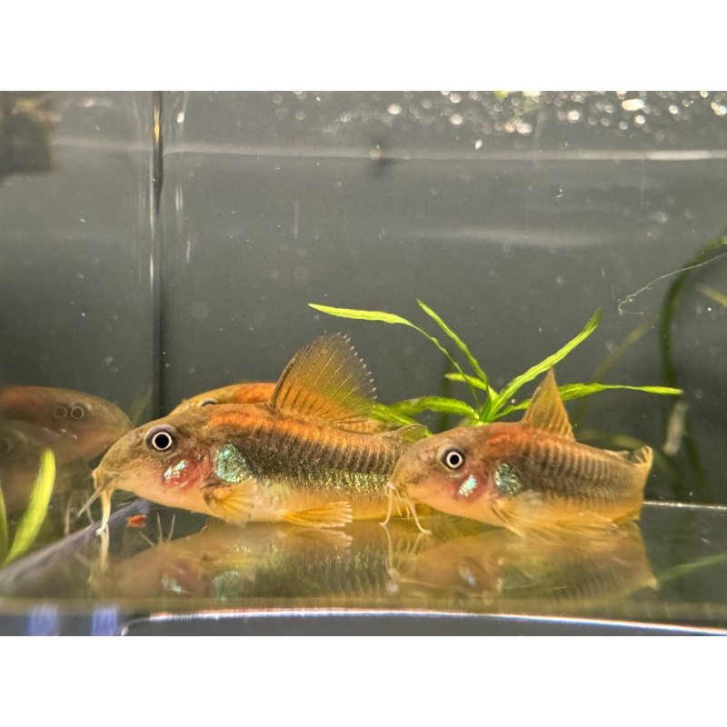 8 Gold Laser Corys