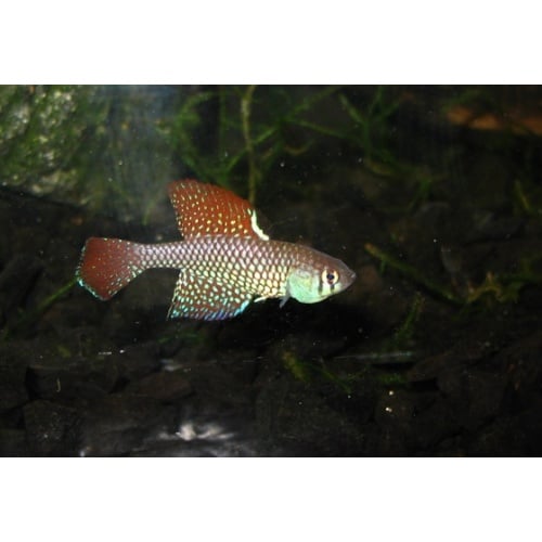 Spectrolebias reticulatus RIO XINGU +50 eggs