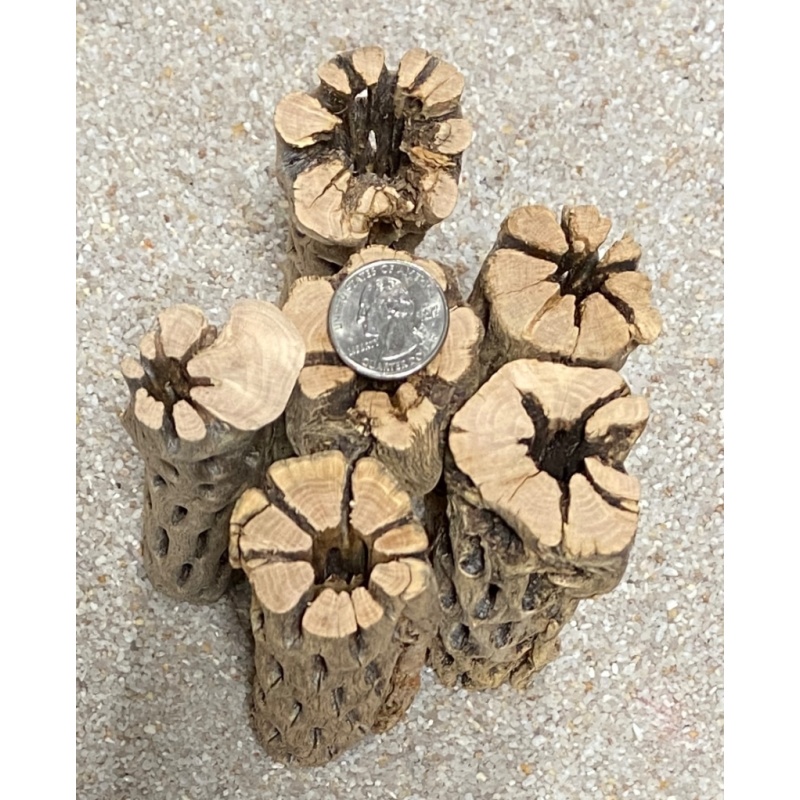 Cholla Wood THICK 6” X20 pieces
