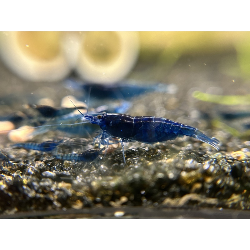 10 (+1 DOA) Blue Diamond Shrimp