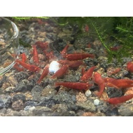 Orange Eye Red Demon (Neocaridina) 10+1 +bonus items