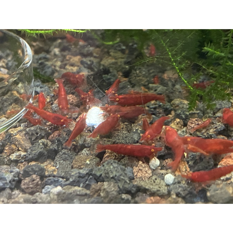 Orange Eye Red Demon (Neocaridina) 10+1 +bonus items