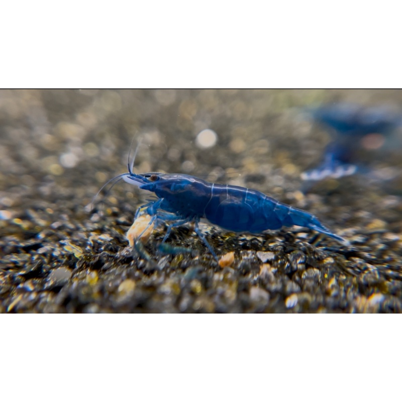 10 (+1 DOA) Blue Diamond Shrimp