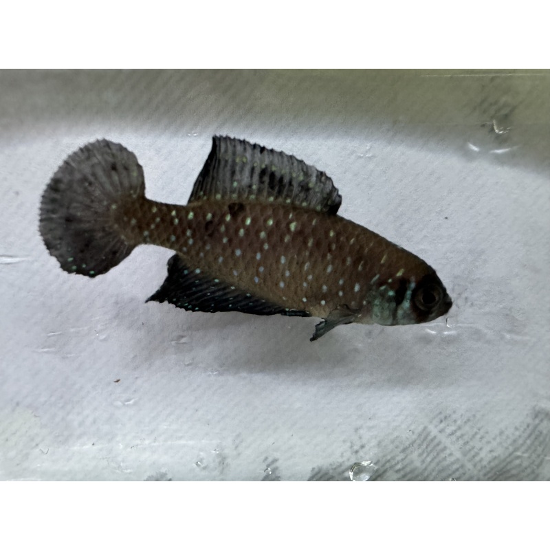 Argolebias nigripinnis URU 25-16 Rio Negro 3 weeks EGGS
