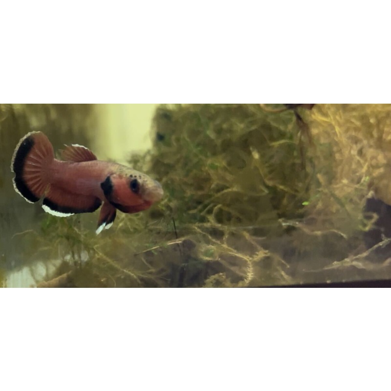 Betta Channoides Pair