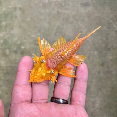1-2" Blue Eye Lemon Bushynose