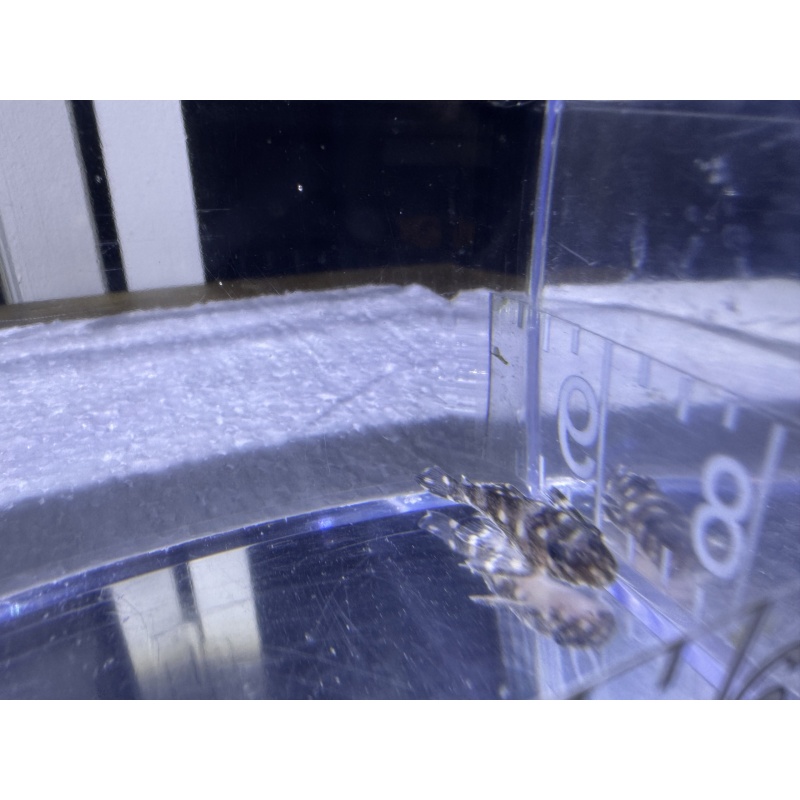 CLEARANCE L236 Super White Pleco 3-4 cm Juvenile — 32 Available