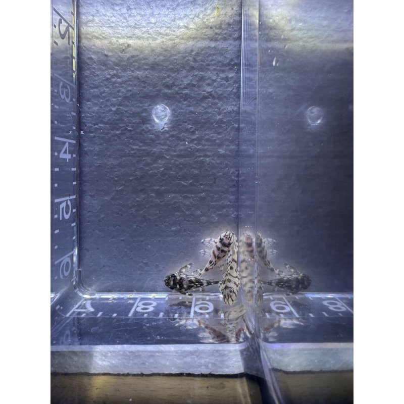 CLEARANCE L236 Super White Pleco 3-4 cm Juvenile — 32 Available