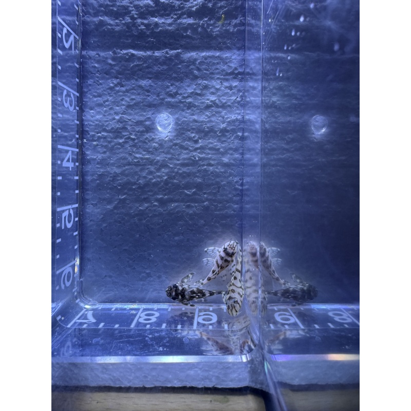 CLEARANCE L236 Super White Pleco 3-4 cm Juvenile — 32 Available
