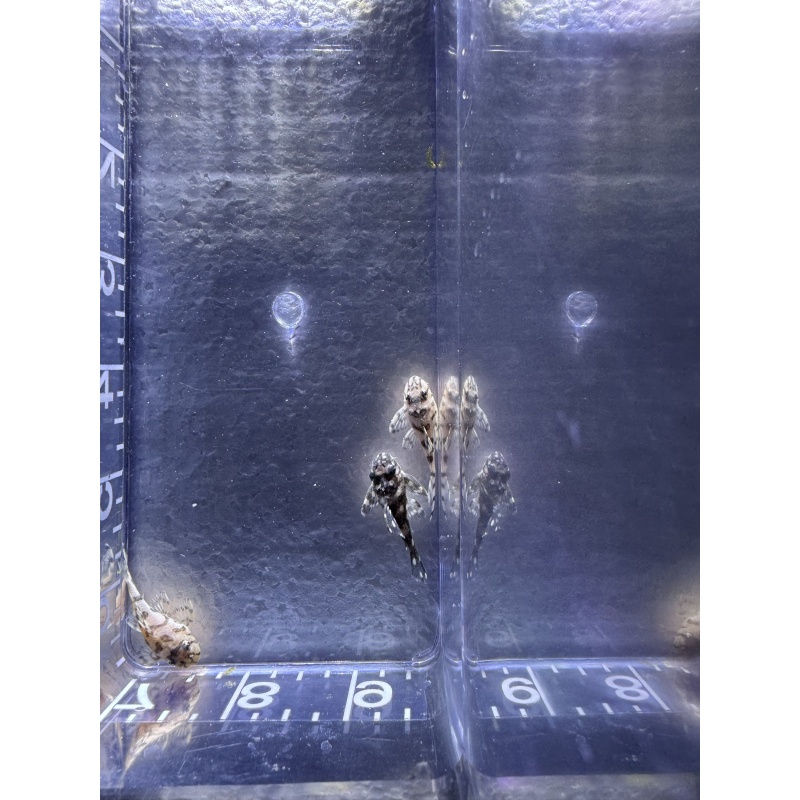 CLEARANCE L236 Super White Pleco 3-4 cm Juvenile — 32 Available