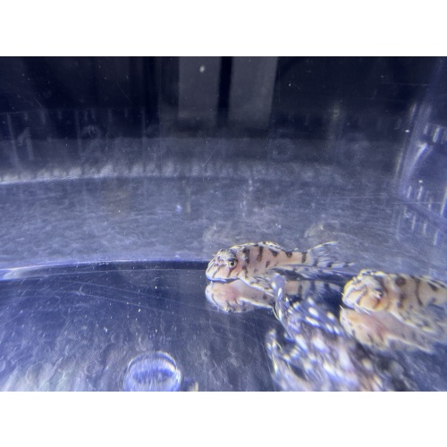 CLEARANCE L134 Leopard Frog Pleco 3-4 cm Juvenile — 5 Available