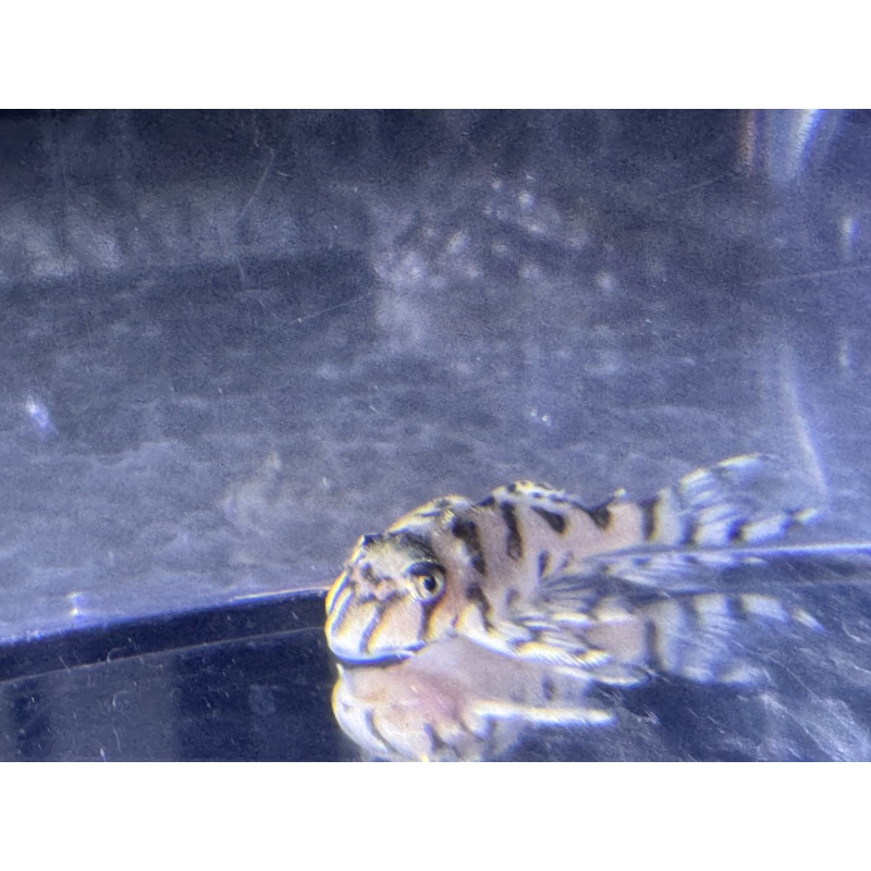 CLEARANCE L333 Albino King Tiger Pleco Juvenile — 21 Available