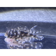 CLEARANCE L471 Mini Snowball Pleco Juvenile — 25 Available