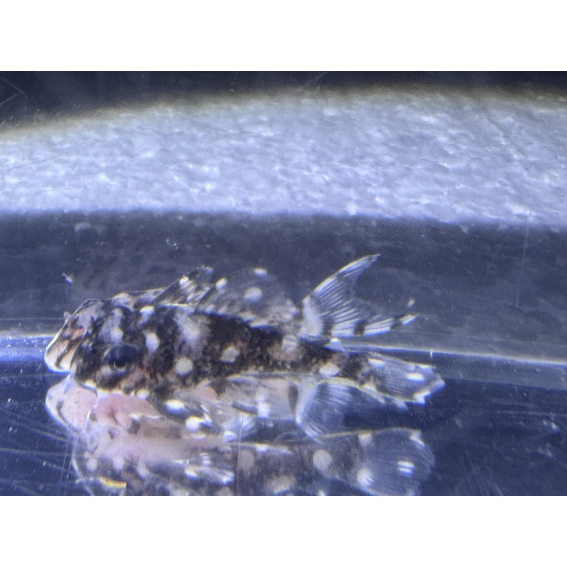 CLEARANCE L471 Mini Snowball Pleco Juvenile — 25 Available