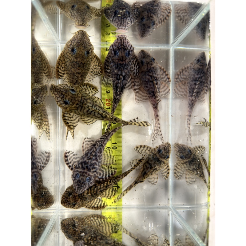 7 Adults L236 Superwhite/Supercream Breeding Group
