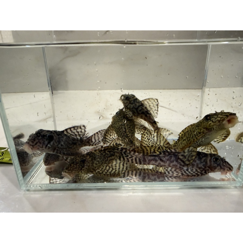 7 Adults L236 Superwhite/Supercream Breeding Group