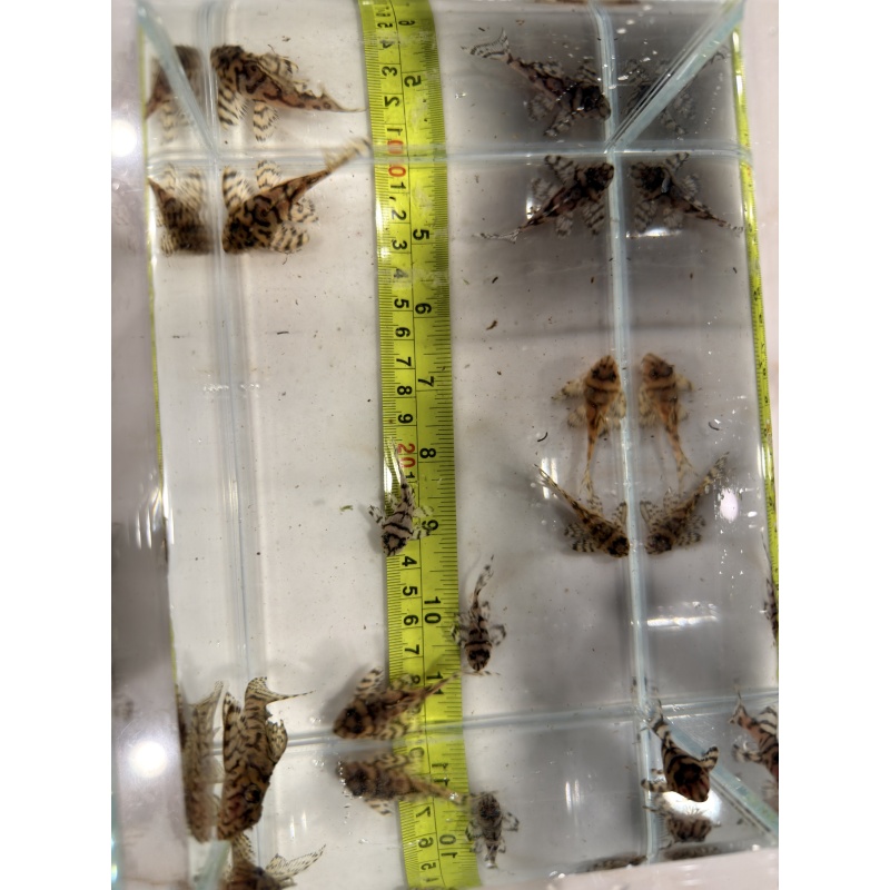 L236 Superwhite / Cream Plecos x 9 Juveniles (Different Sizes)