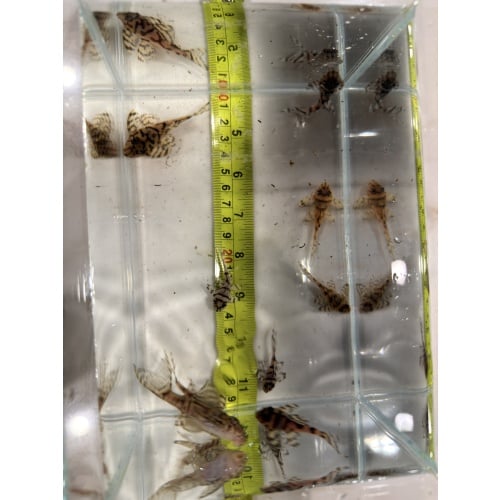 L236 Superwhite / Cream Plecos x 9 Juveniles (Different Sizes)